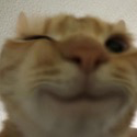 :kotekmorgaet: